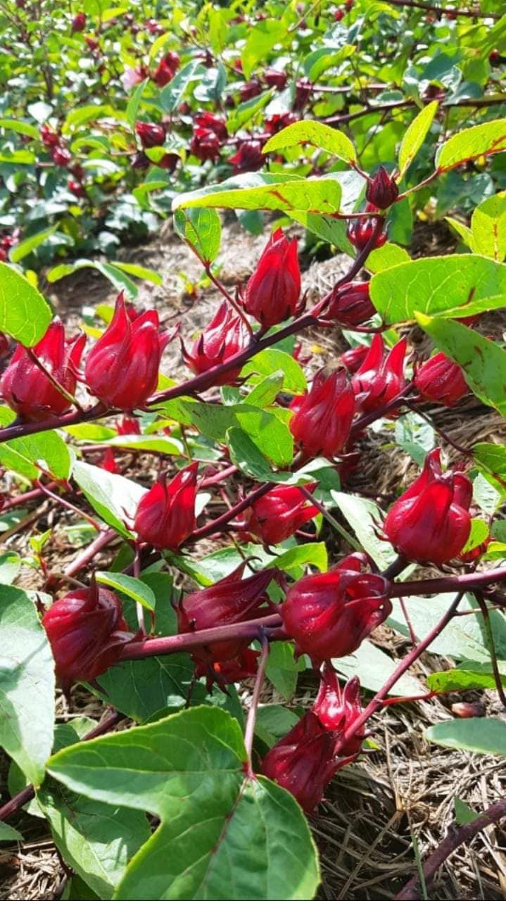 Hạt Giống Bụp Giấm - Atiso Đỏ