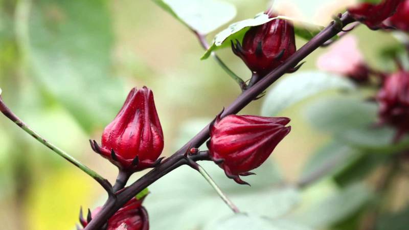 Hạt Giống Bụp Giấm - Atiso Đỏ