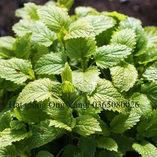Hạt giống bạc hà chanh LEMON BALM