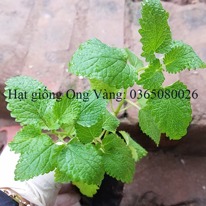 Hạt giống bạc hà chanh LEMON BALM