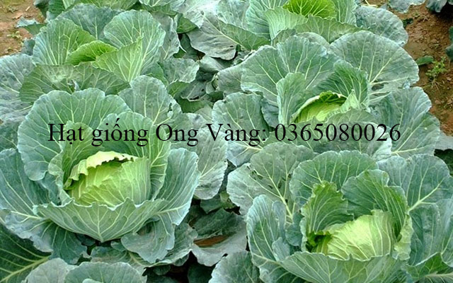 Hạt giống Bắp Cải F1