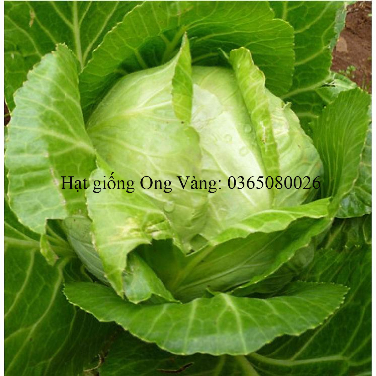 Hạt giống Bắp Cải F1