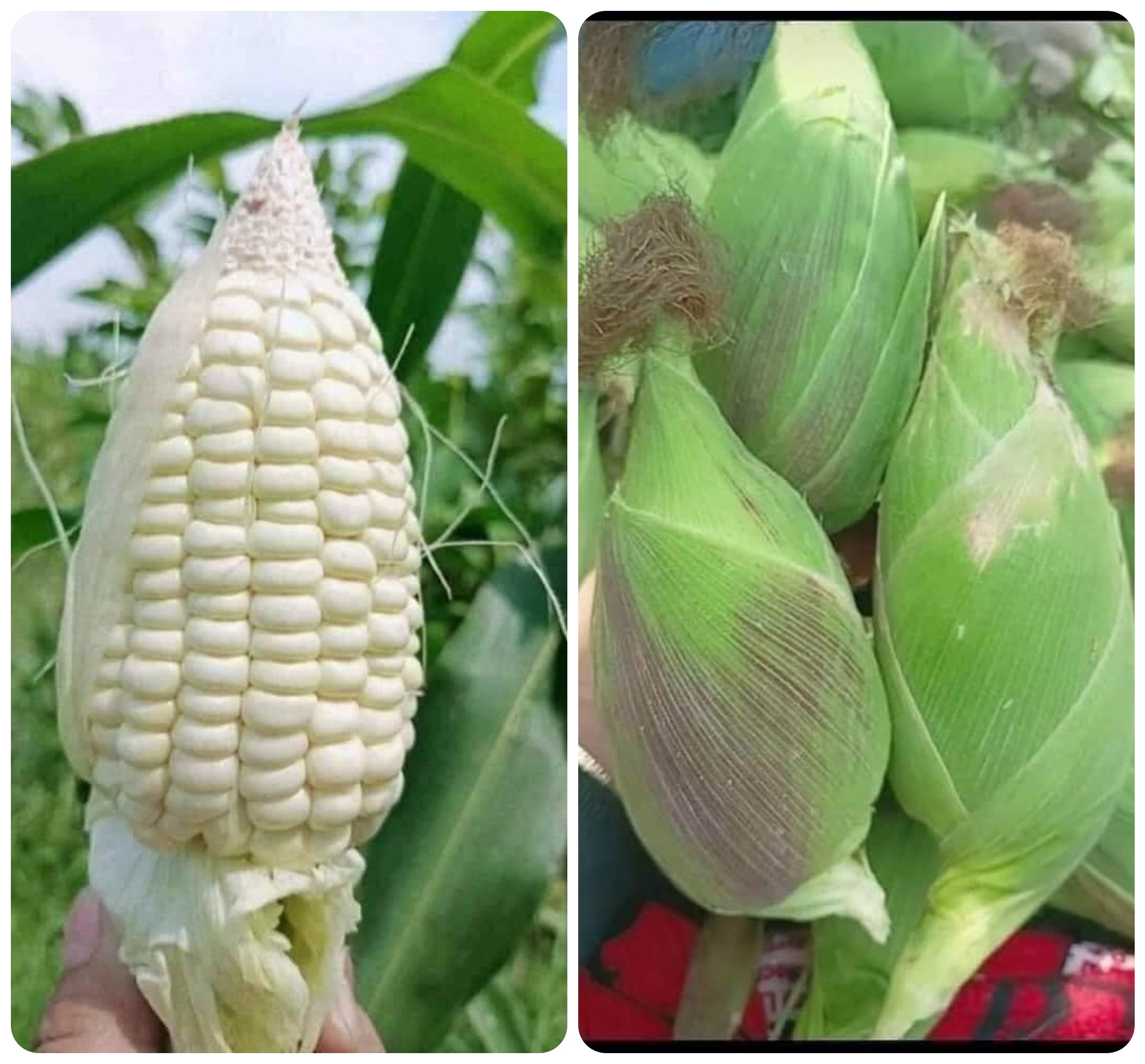 Hạt giống Bắp nếp nù cao sản