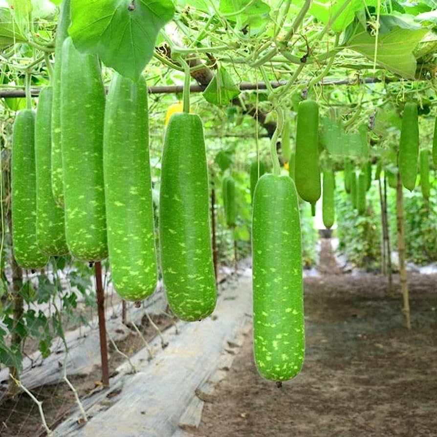 Hạt giống Bầu Sao