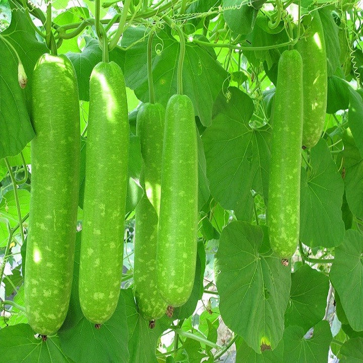 Hạt giống Bầu Sao