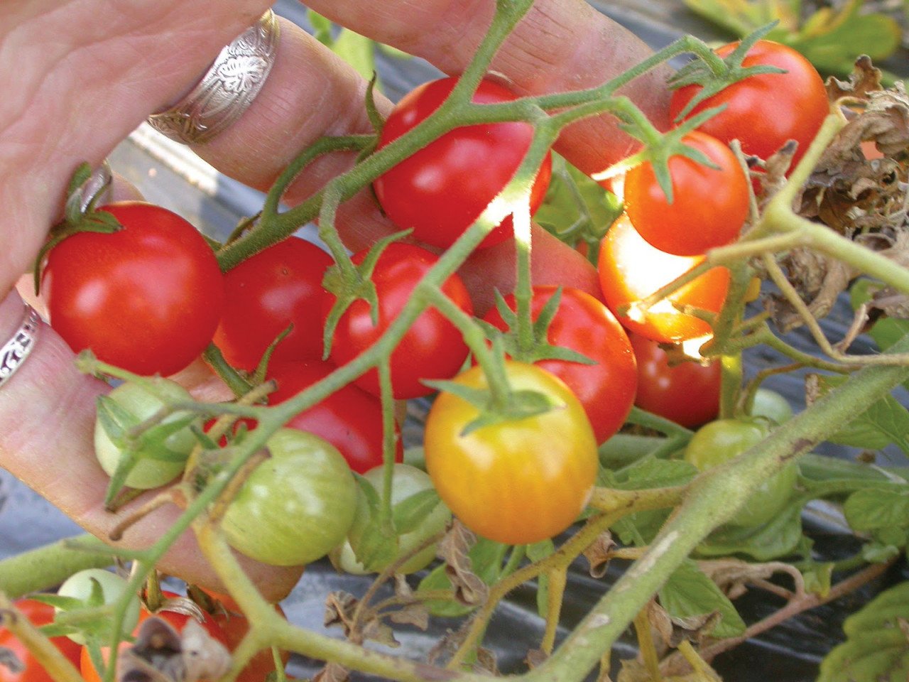 Hạt giống Cà Chua Bi F1