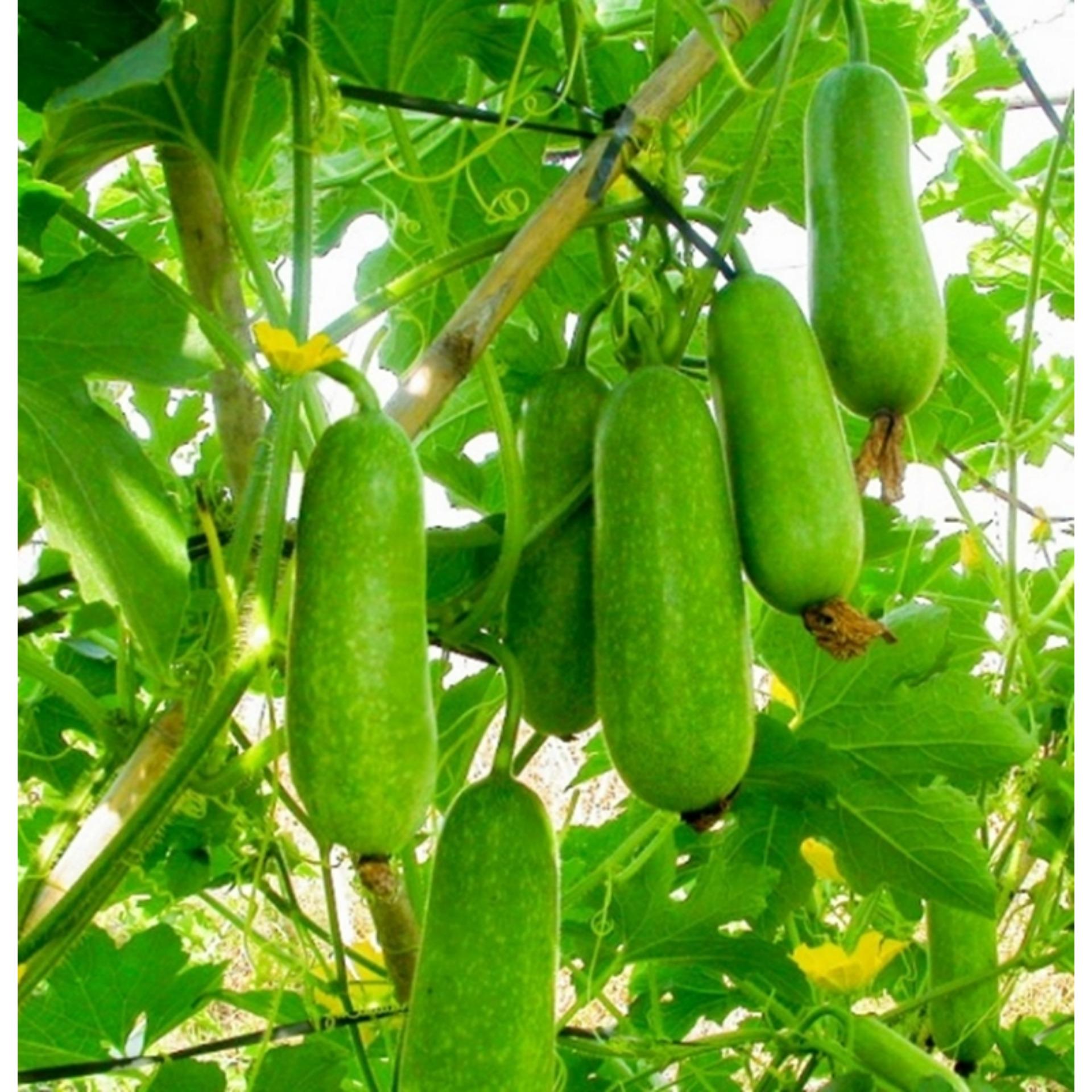 Hạt giống Bí Đao Chanh F1 WG9