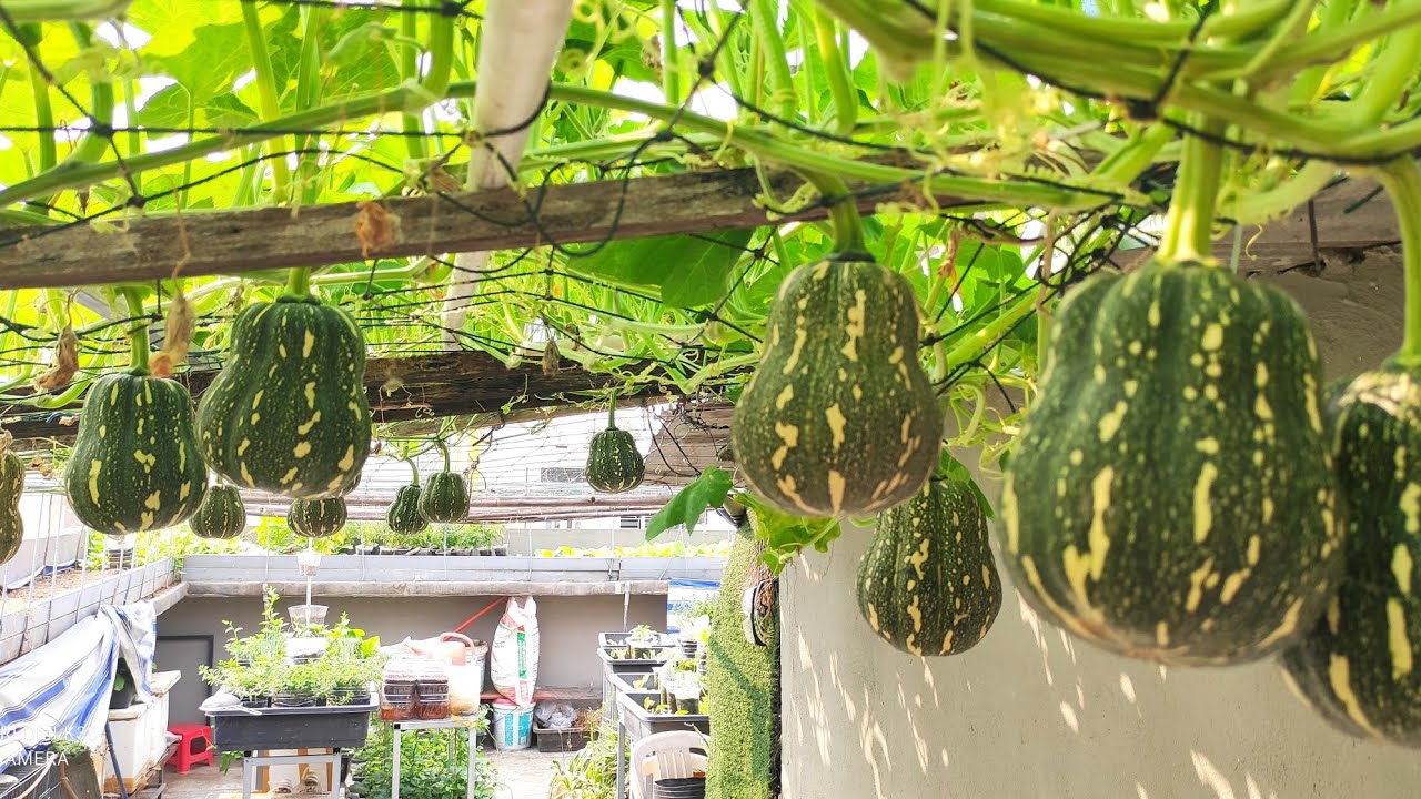 HẠT GIỐNG BÍ HỒ LÔ