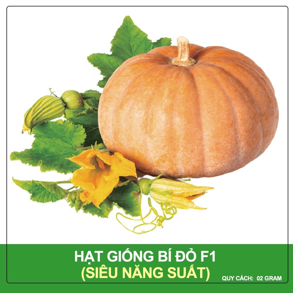 Hạt giống Bí Đỏ F1 Super Star