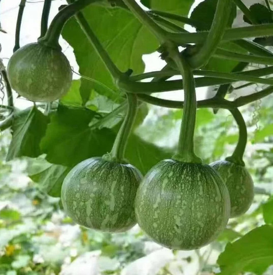 Hạt giống Bí ngô bao tử