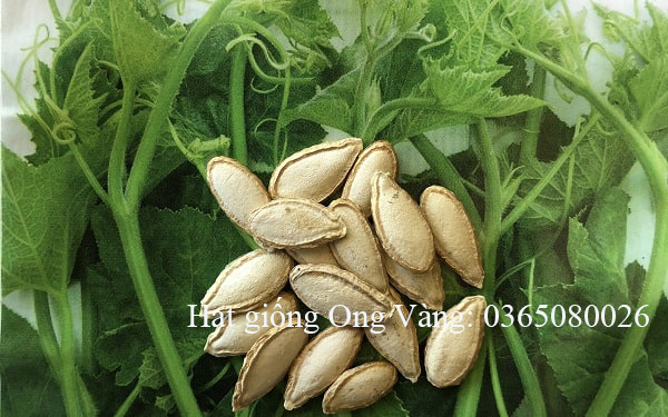 Hạt giống Bí Ngọn Siêu Đọt