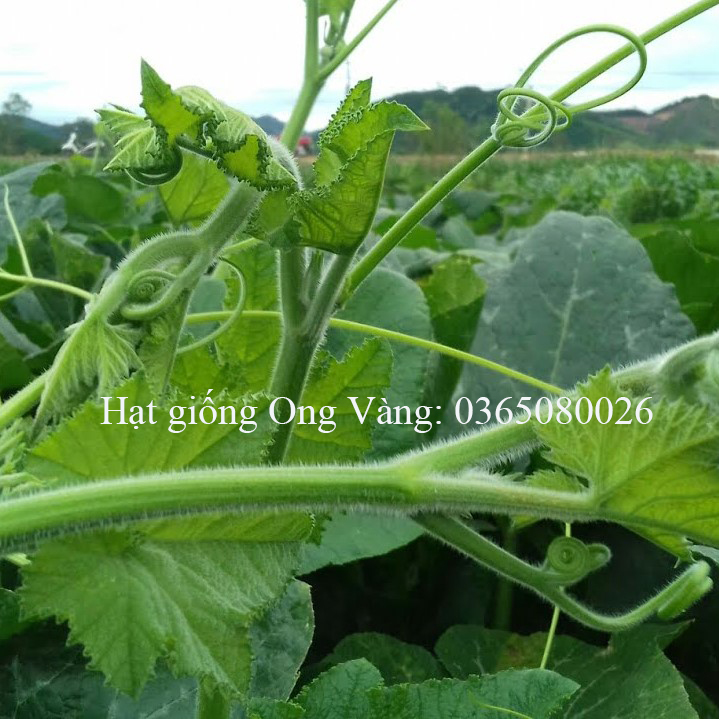 Hạt giống Bí Ngọn Siêu Đọt