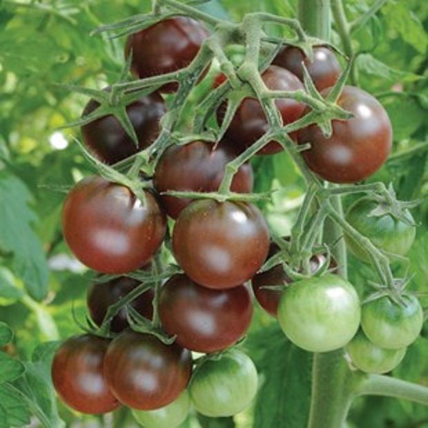 Hạt giống cà chua bi chocolate cherry
