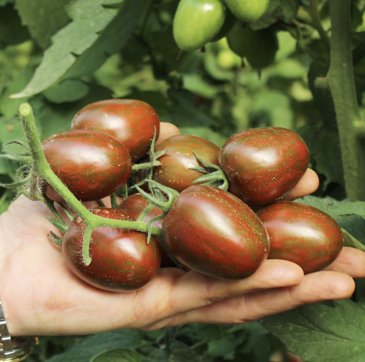 Hạt giống cà chua bi chocolate cherry