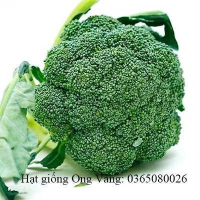 Hạt Giống Bông Cải Xanh F1