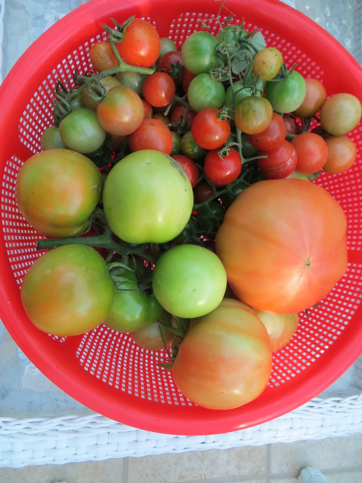Hạt giống cà chua F1
