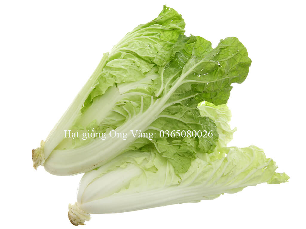 Hạt giống Cải bẹ dún