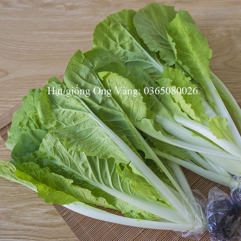 Hạt giống Cải bẹ dún