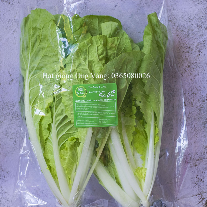 Hạt giống Cải bẹ dún