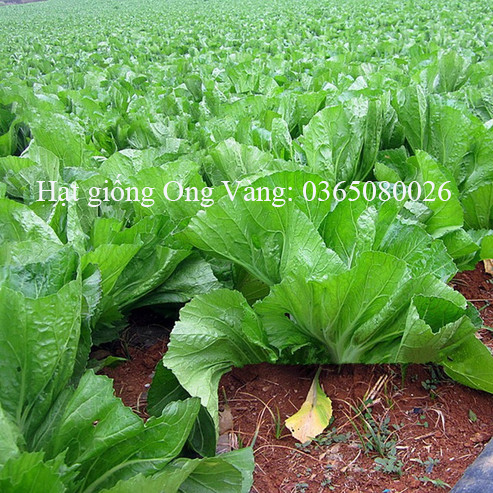 Hạt giống Cải bẹ dưa ( Tòa Xại )