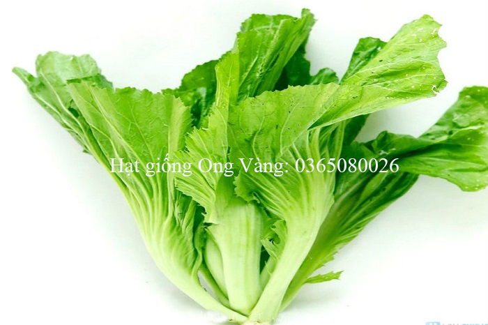 Hạt giống Cải bẹ dưa ( Tòa Xại )