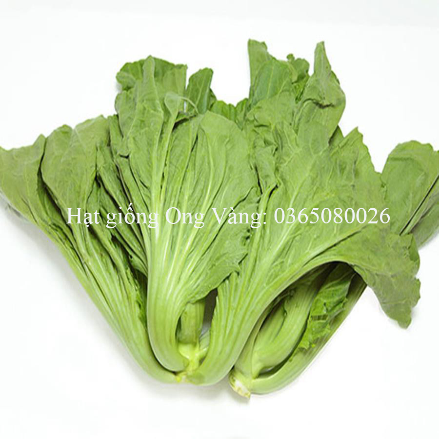 Hạt giống Cải bẹ dưa ( Tòa Xại )
