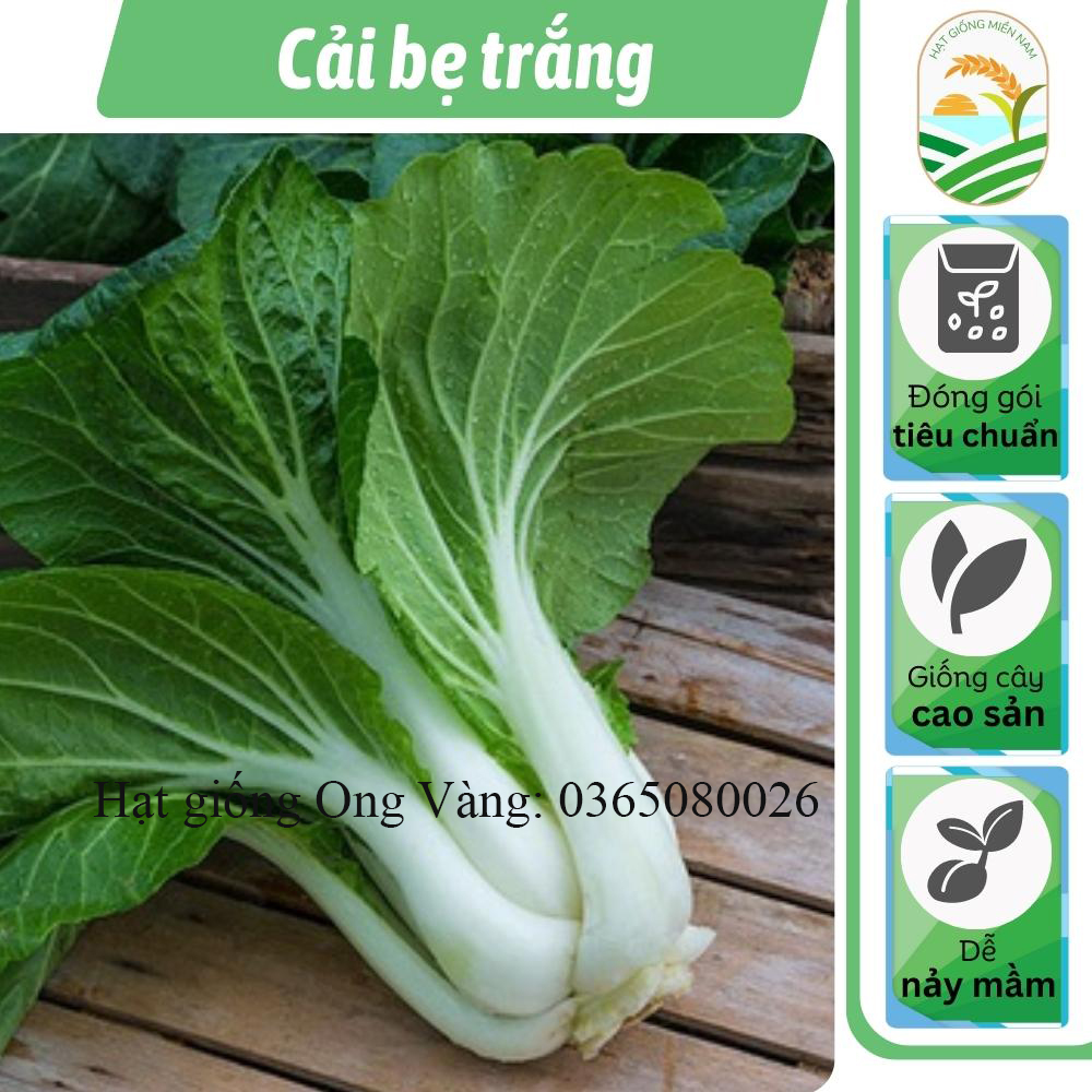 Hạt giống cải bẹ trắng