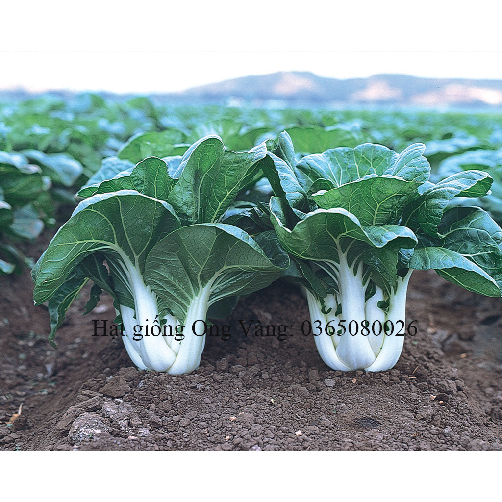 Hạt giống cải bẹ trắng