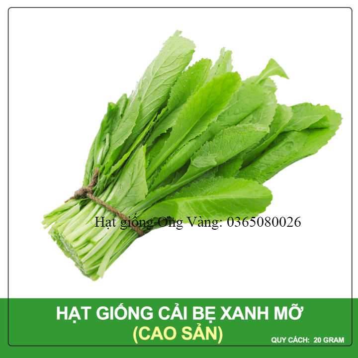 Hạt giống Cải bẹ xanh mỡ cao sản