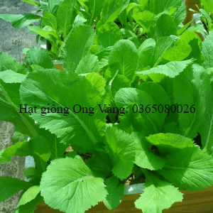 Hạt giống Cải bẹ xanh mỡ cao sản