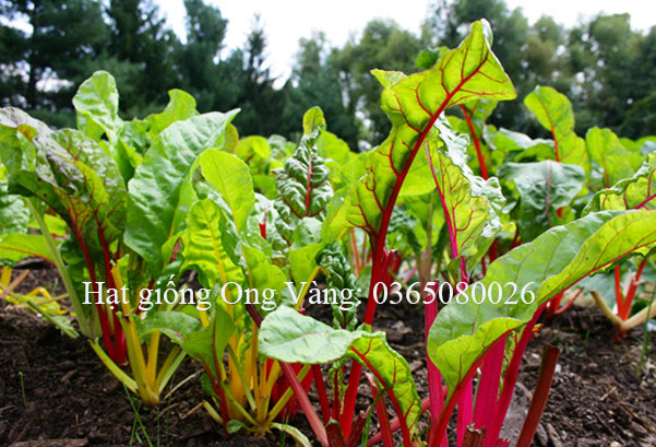 Hạt giống cải cầu vồng