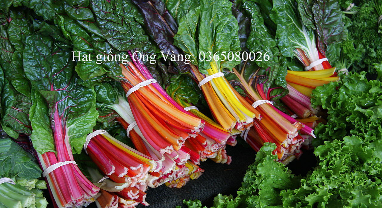 Hạt giống cải cầu vồng