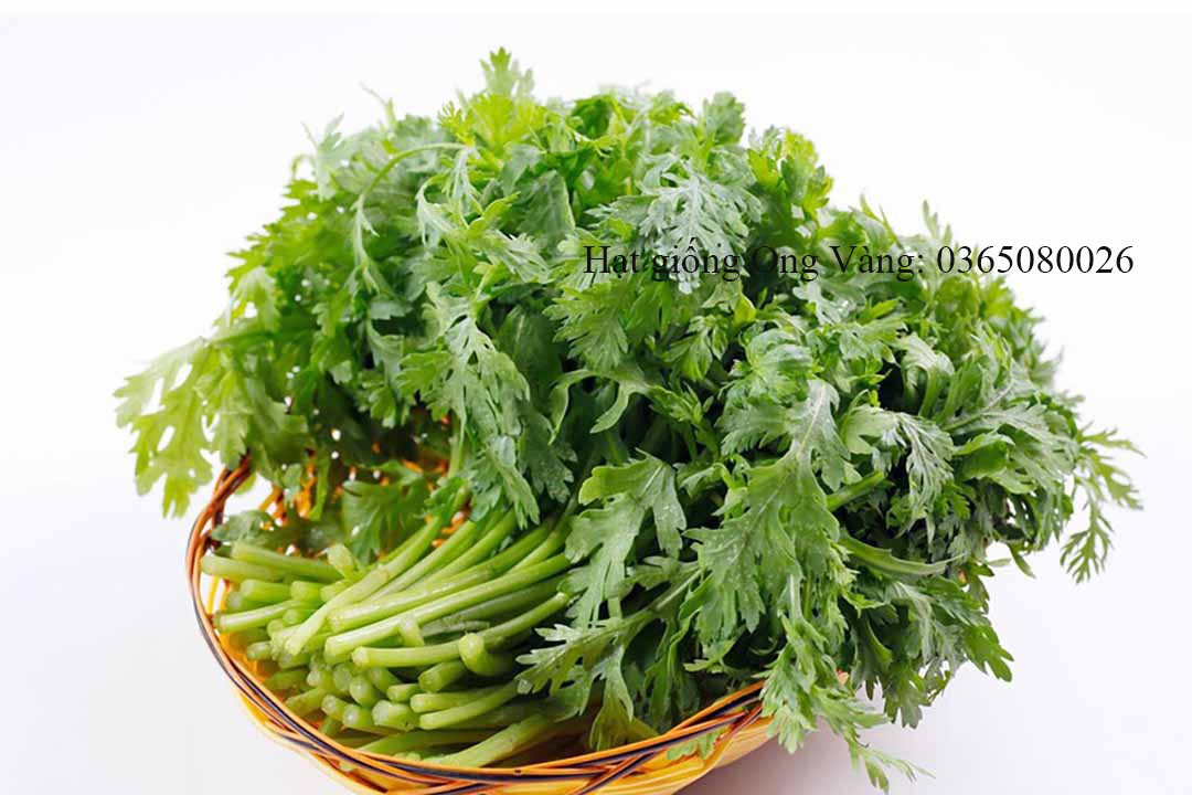 Hạt giống Cải cúc nếp cao sản