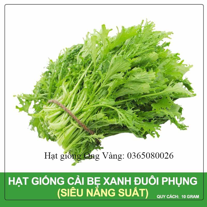 Hạt giống cải bẹ xanh ngọt đuôi phụng