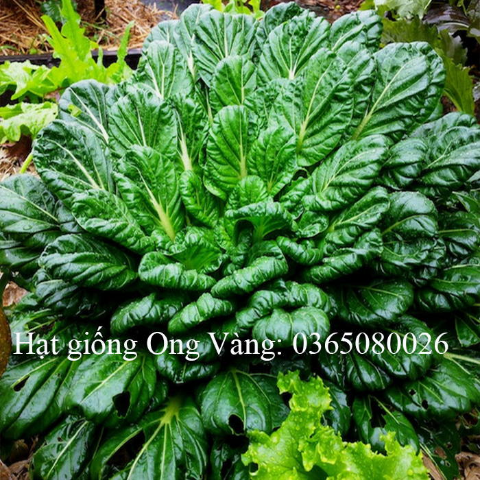 Hạt giống cải hoa hồng