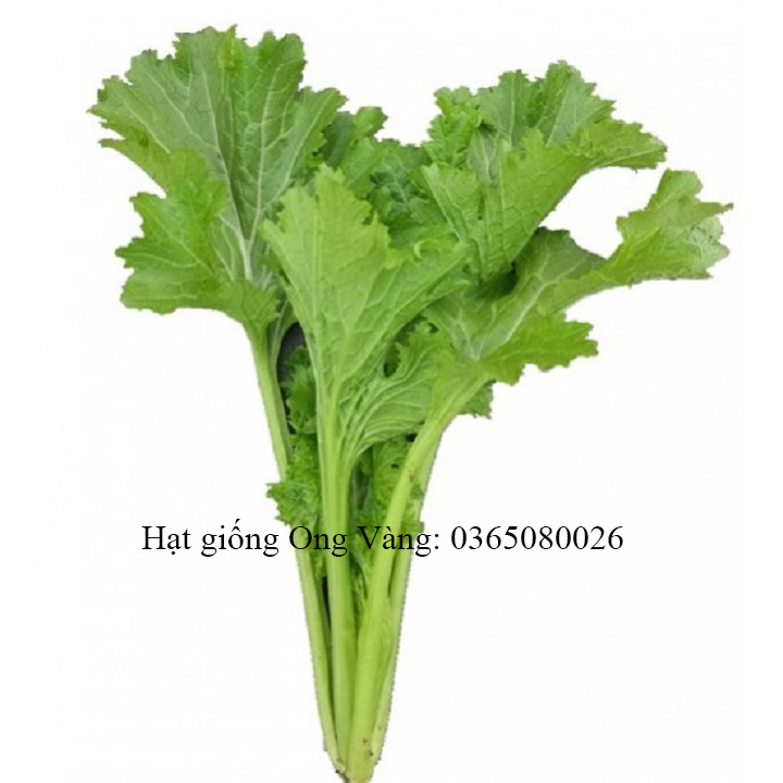 Hạt giống cải mèo Hà Giang