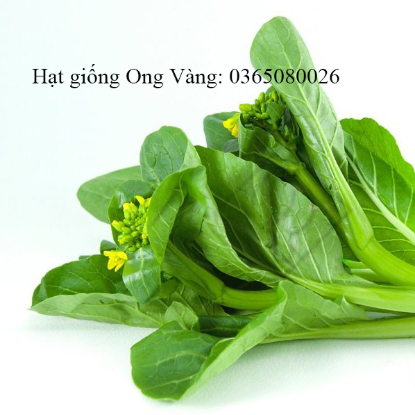 Hạt giống Cải Ngồng ( Cải ngọt bông ) PN