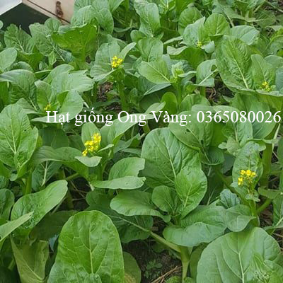 Hạt giống Cải Ngồng ( Cải ngọt bông ) PN