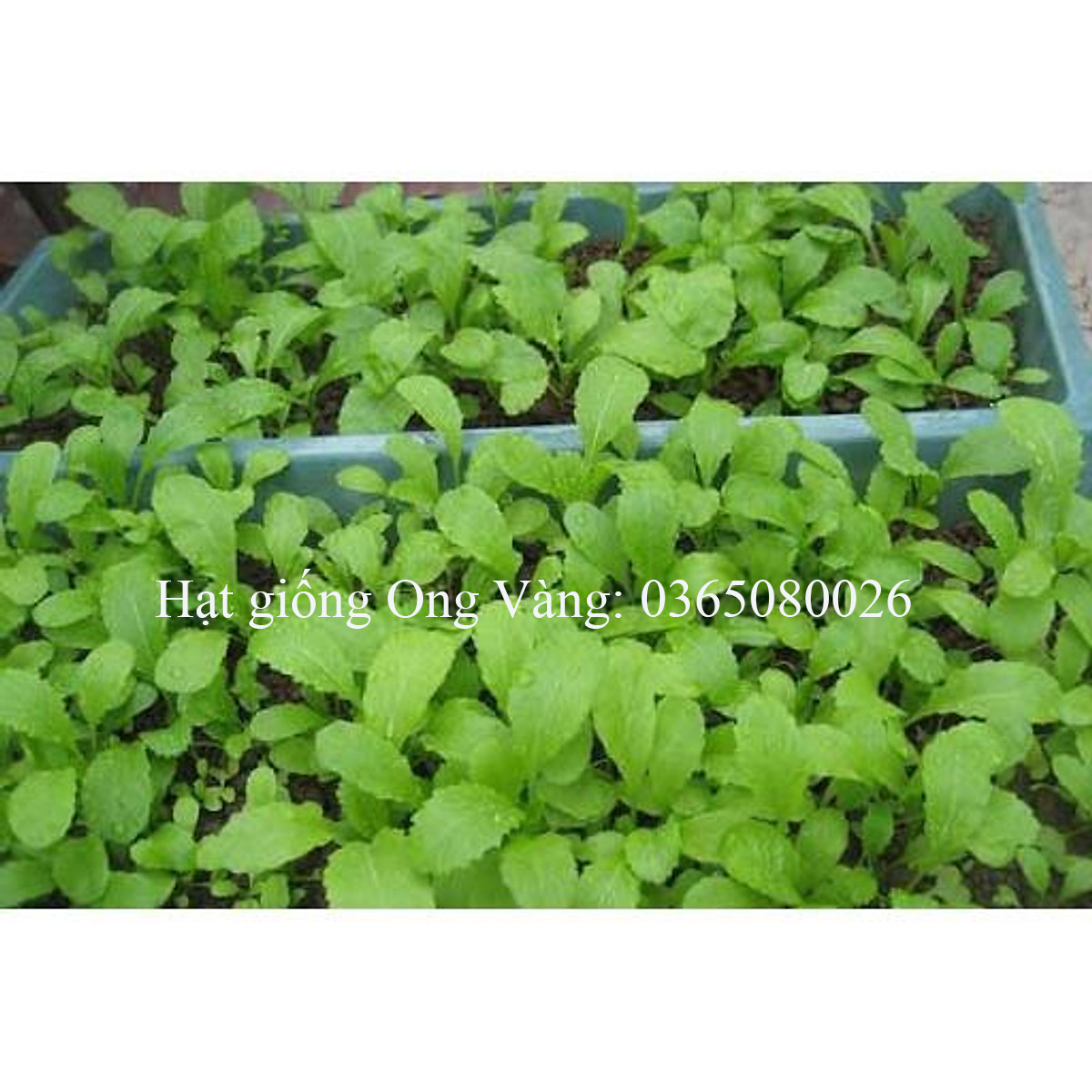 Hạt giống Cải Ăn Non Baby