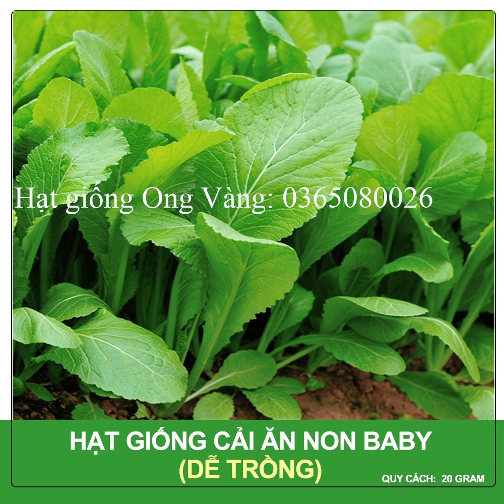 Hạt giống Cải Ăn Non Baby