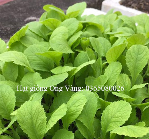 Hạt giống Cải Ăn Non Baby