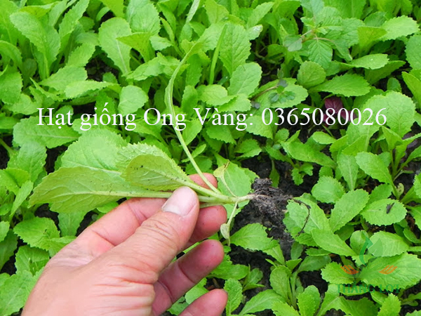 Hạt giống Cải Ăn Non Baby