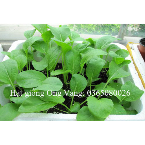 Hạt giống Cải ăn non Nhật