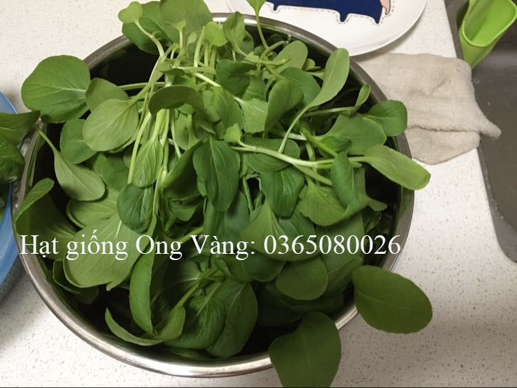 Hạt giống Cải ăn non Nhật
