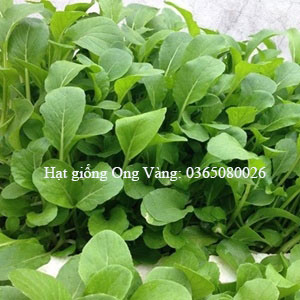 Hạt giống Cải ăn non Nhật