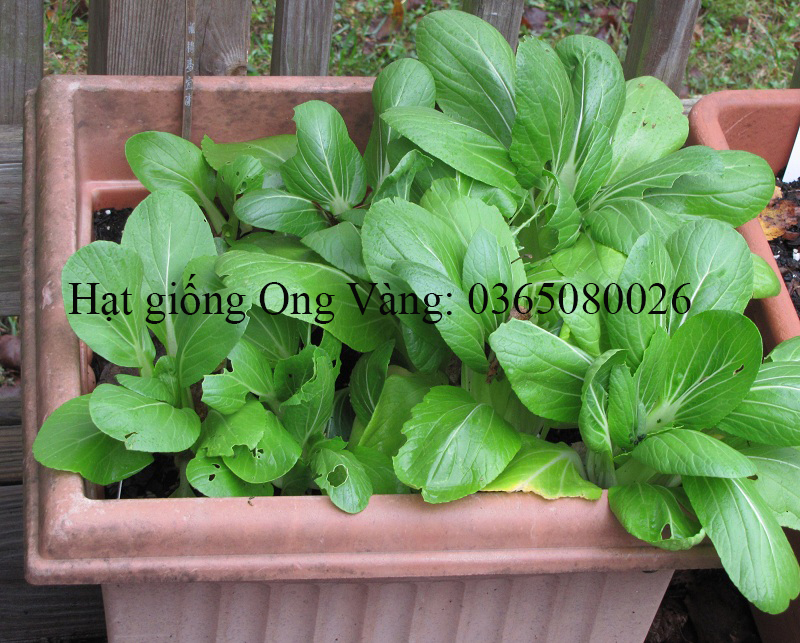 Hạt giống cải thìa