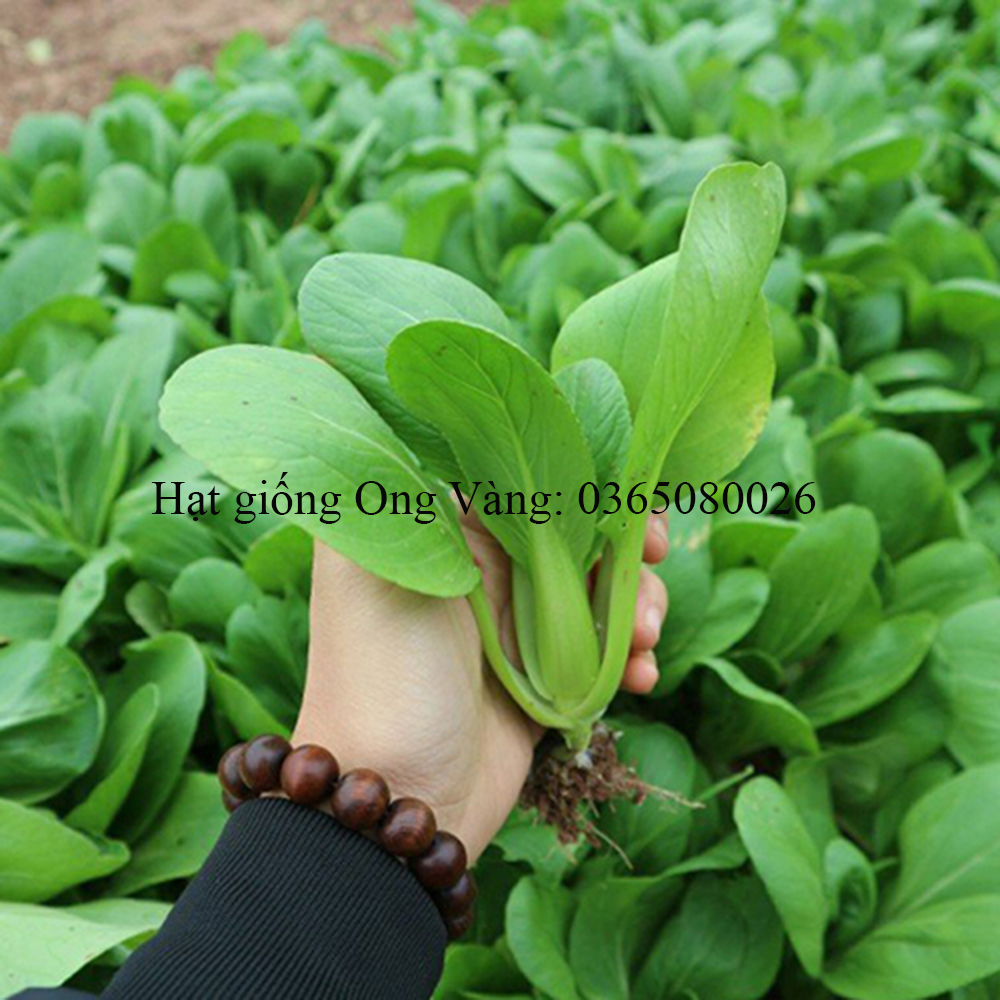 Hạt giống cải thìa
