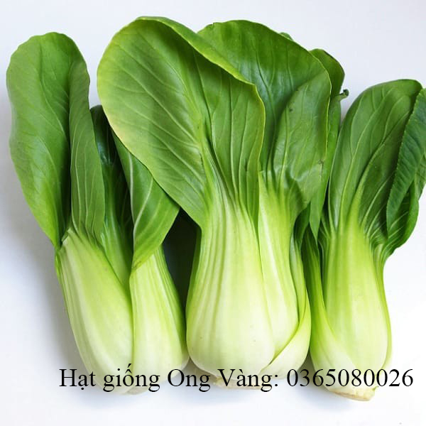 Hạt giống cải thìa