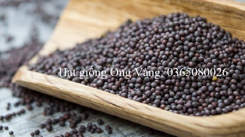 Hạt giống bắp cải tí hon