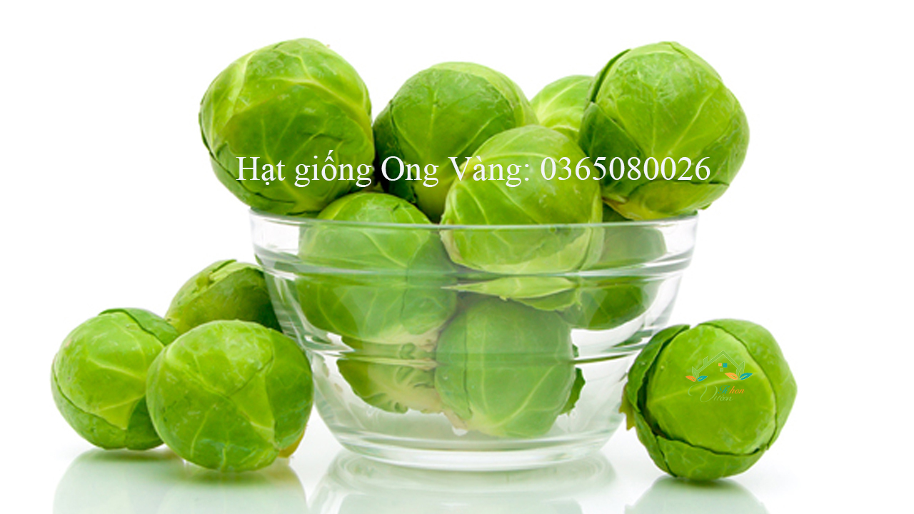 Hạt giống bắp cải tí hon